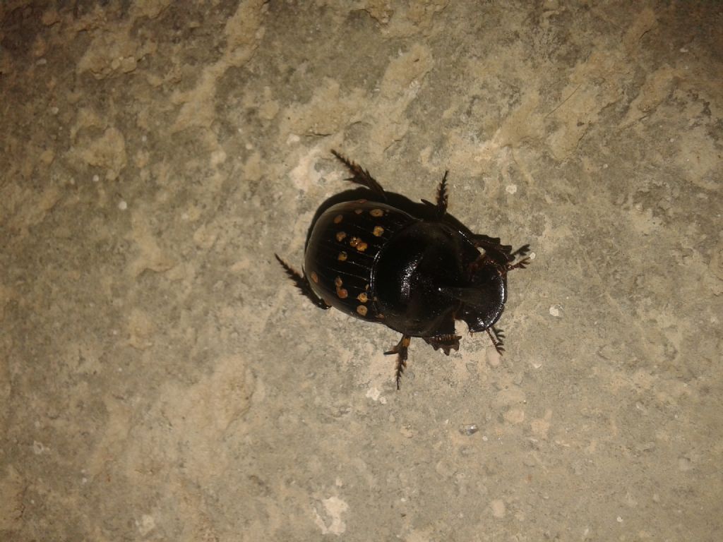 Copris hispanus cavolinii, maschio, Scarabaeidae